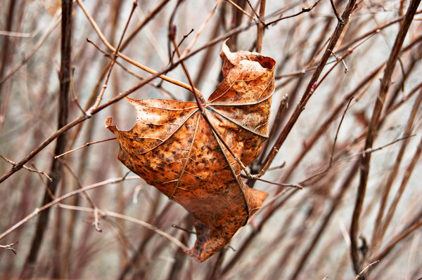 Dry leaves on tree branches in late autumn Stock Photo