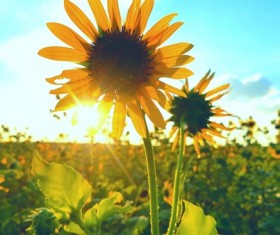 Early morning sunflower Stock Photo