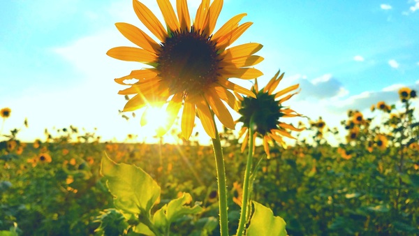 Early morning sunflower Stock Photo