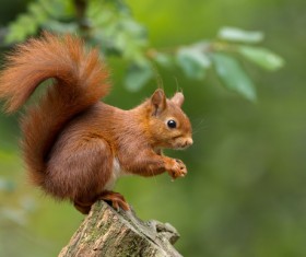 Eurasian red squirrel Stock Photo 01