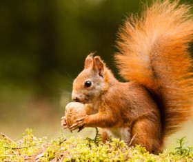 Eurasian red squirrel Stock Photo 02