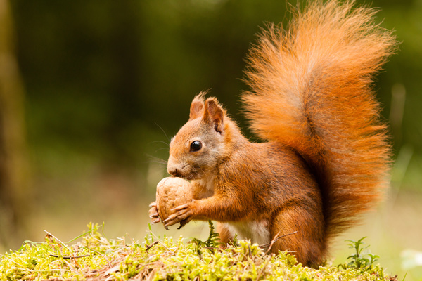 Eurasian red squirrel Stock Photo 02