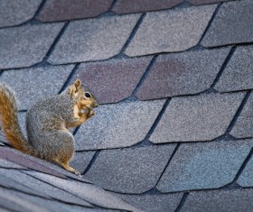 Eurasian red squirrel Stock Photo 03