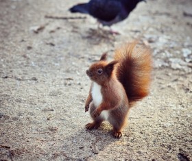 Eurasian red squirrel Stock Photo 05