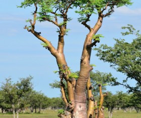 Evergreen tree baobab Stock Photo 01