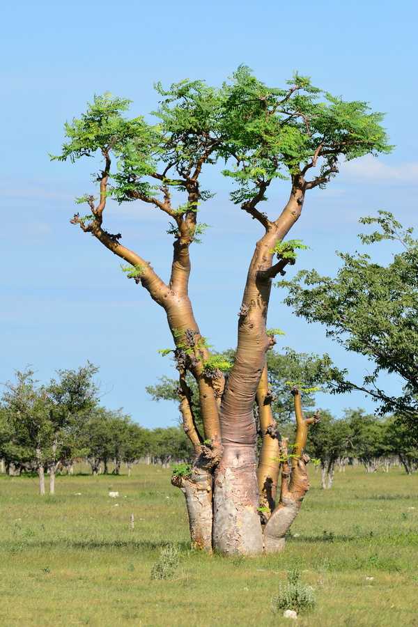 Evergreen tree baobab Stock Photo 01