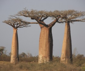 Evergreen tree baobab Stock Photo 02