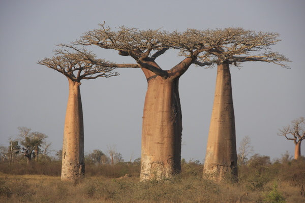 Evergreen tree baobab Stock Photo 02