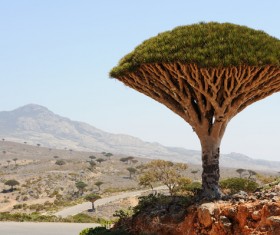 Evergreen tree baobab Stock Photo 03