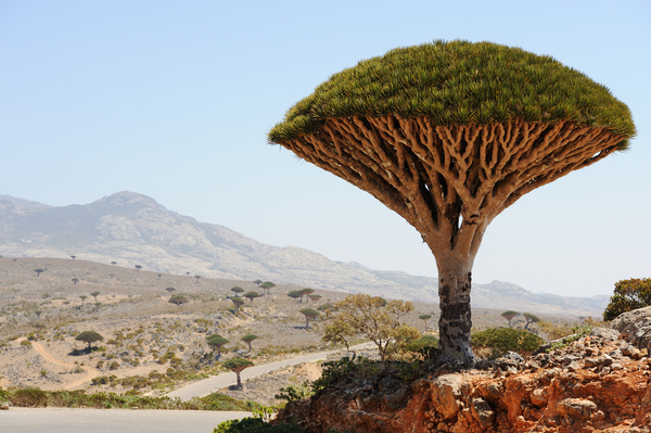 Evergreen tree baobab Stock Photo 03