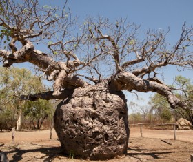 Evergreen tree baobab Stock Photo 04
