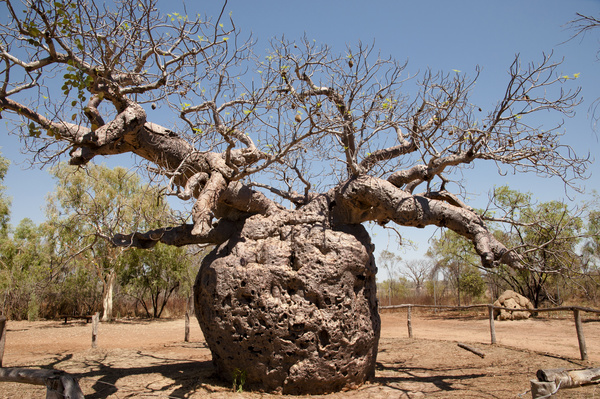 Evergreen tree baobab Stock Photo 04