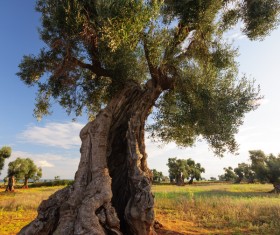 Evergreen tree baobab Stock Photo 05