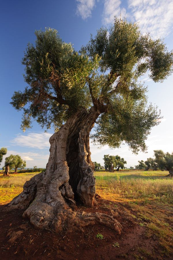 Evergreen tree baobab Stock Photo 05