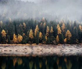 Fog shrouded forest Stock Photo