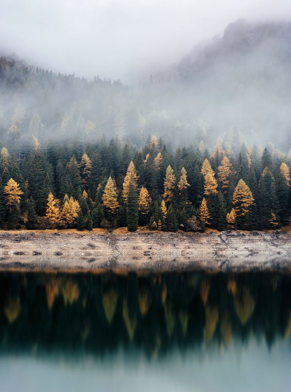 Fog shrouded forest Stock Photo