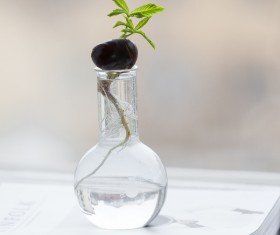 Fragile green tree in glass pot decoration Stock Photo