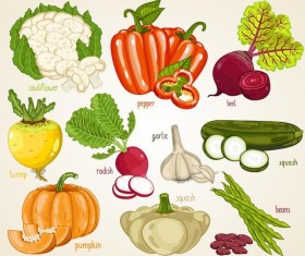 Fresh vegetables with name vector illustration 02