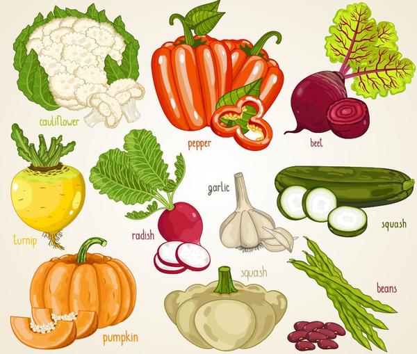 Fresh vegetables with name vector illustration 02