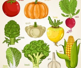 Fresh vegetables with name vector illustration 03