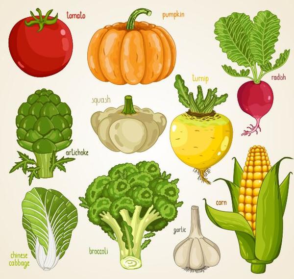 Fresh vegetables with name vector illustration 03