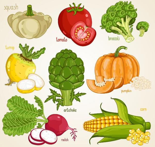 Fresh vegetables with name vector illustration 04