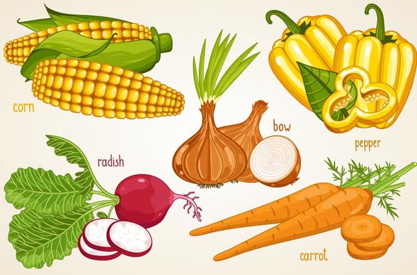 Fresh vegetables with name vector illustration 05