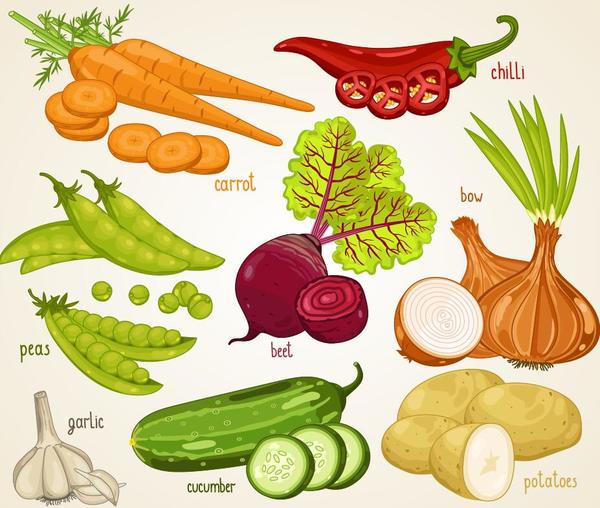 Fresh vegetables with name vector illustration 06