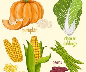 Fresh vegetables with name vector illustration 08