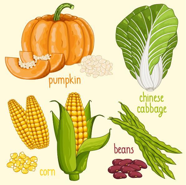 Fresh vegetables with name vector illustration 08