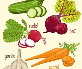 Fresh vegetables with name vector illustration 09