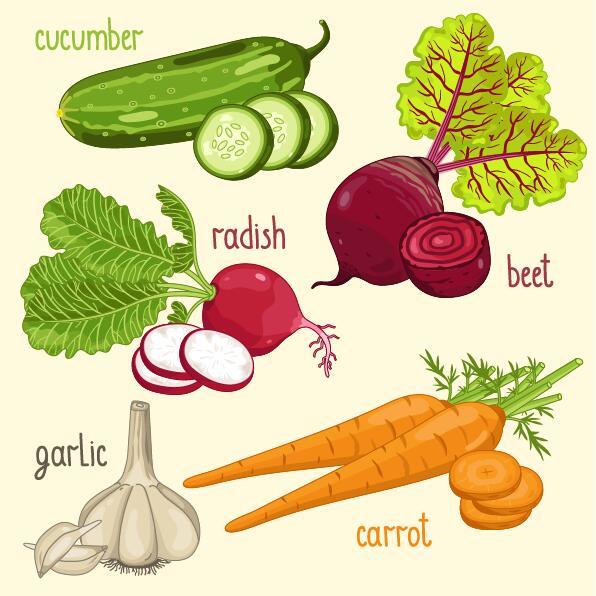 Fresh vegetables with name vector illustration 09