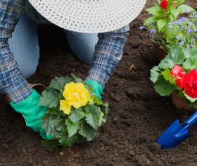 Gardener planting various flowers Stock Photo 01