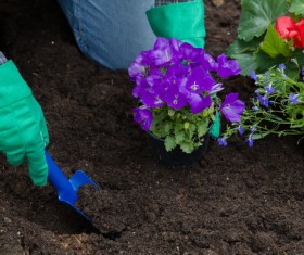 Gardener planting various flowers Stock Photo 02