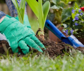 Gardener planting various flowers Stock Photo 03
