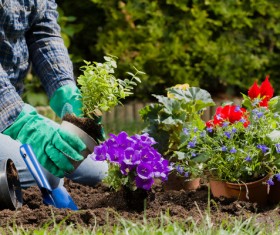 Gardener planting various flowers Stock Photo 04