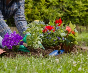 Gardener planting various flowers Stock Photo 05