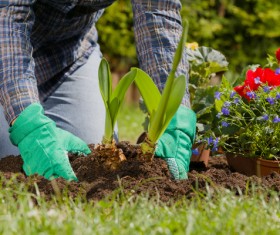 Gardener planting various flowers Stock Photo 06
