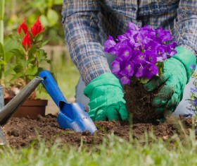 Gardener planting various flowers Stock Photo 07