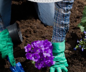 Gardener planting various flowers Stock Photo 08