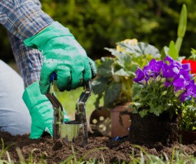 Gardener planting various flowers Stock Photo 09