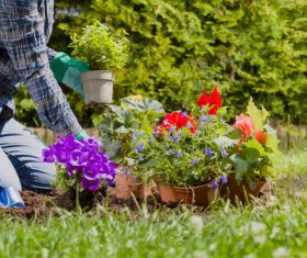 Gardener planting various flowers Stock Photo 10