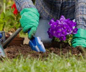 Gardener planting various flowers Stock Photo 11