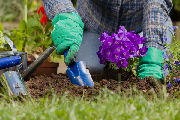 Gardener planting various flowers Stock Photo 11