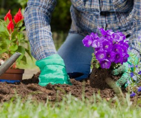 Gardener planting various flowers Stock Photo 12