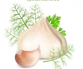Garlic with hervs vector