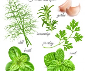 Herbs with spice vector