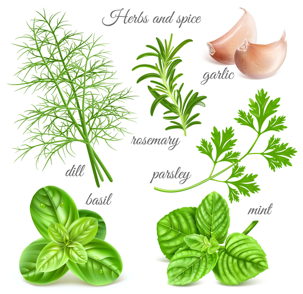 Herbs with spice vector