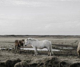 Horses on wide farmland Stock Photo
