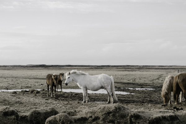 Horses on wide farmland Stock Photo